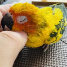 最新画像あります⭐️ヒナ餌卒業‼️派手派手なコガネ色に輝くよ✨コガネメキシコインコ‼️
