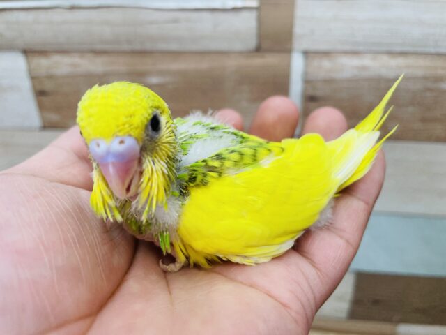 セキセイインコ