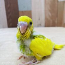 羽のイエローが明るくて綺麗な子✨セキセイインコのパイド！！