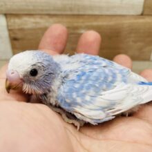 ぱっちりおめめの激キャワちゃん❣️セキセイインコのスパングル！！