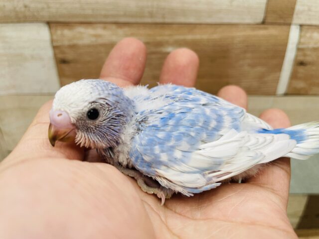 ぱっちりおめめの激キャワちゃん❣️セキセイインコのスパングル！！