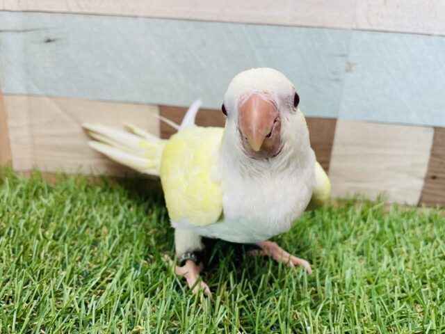 オキナインコ