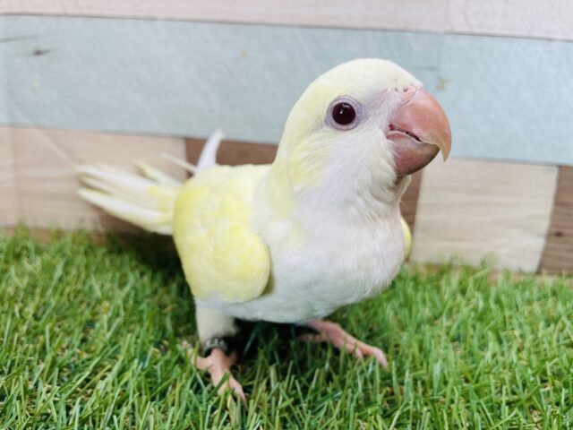 オキナインコ