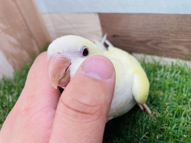 オキナインコ