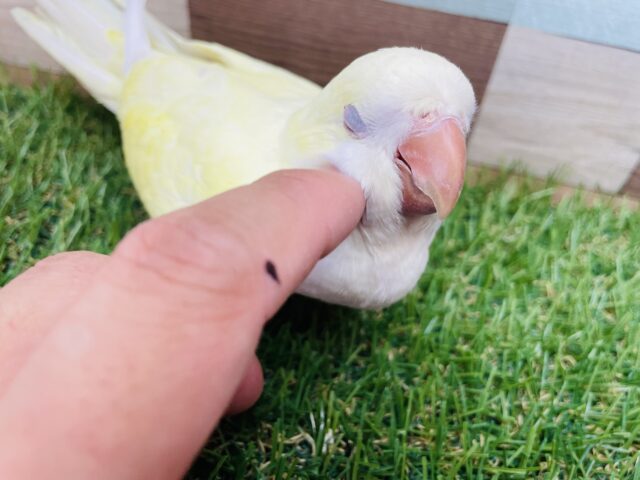 オキナインコ