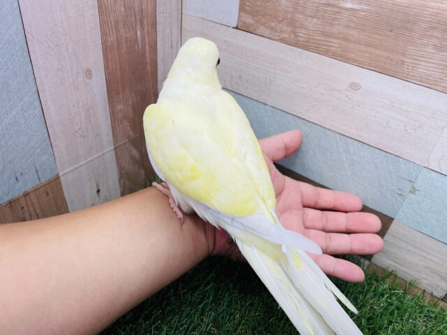 オキナインコ