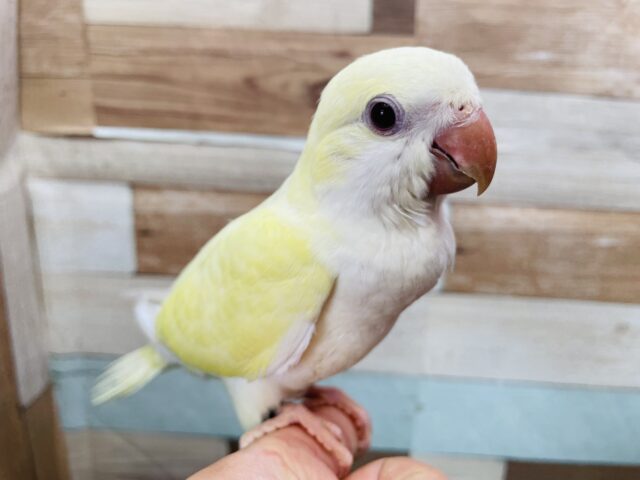 オキナインコ