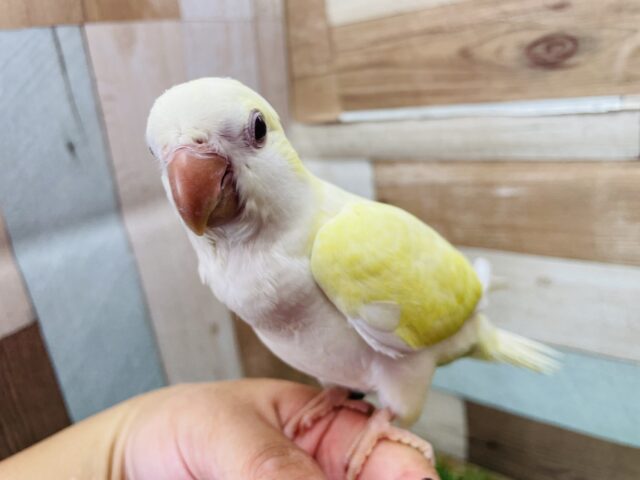 オキナインコ