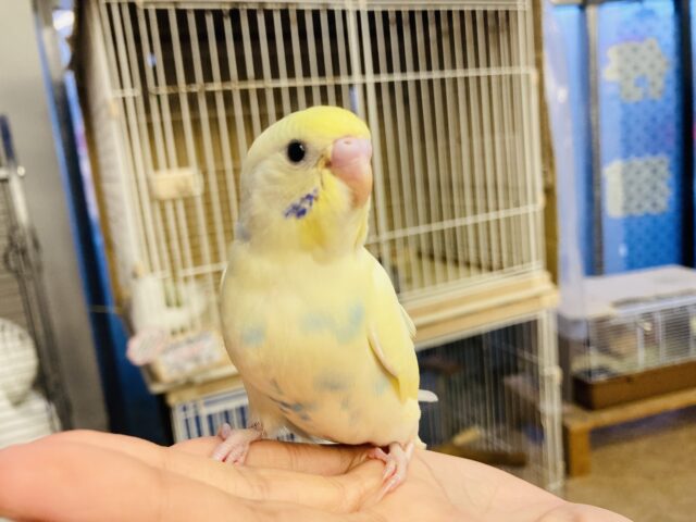 セキセイインコ