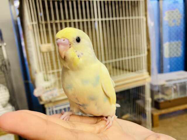 セキセイインコ