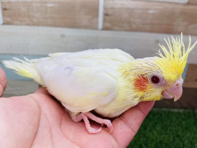 オカメインコ