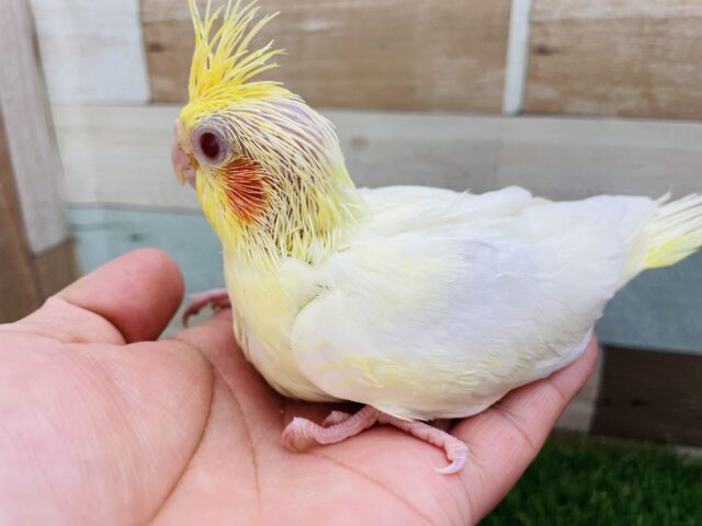 オカメインコ