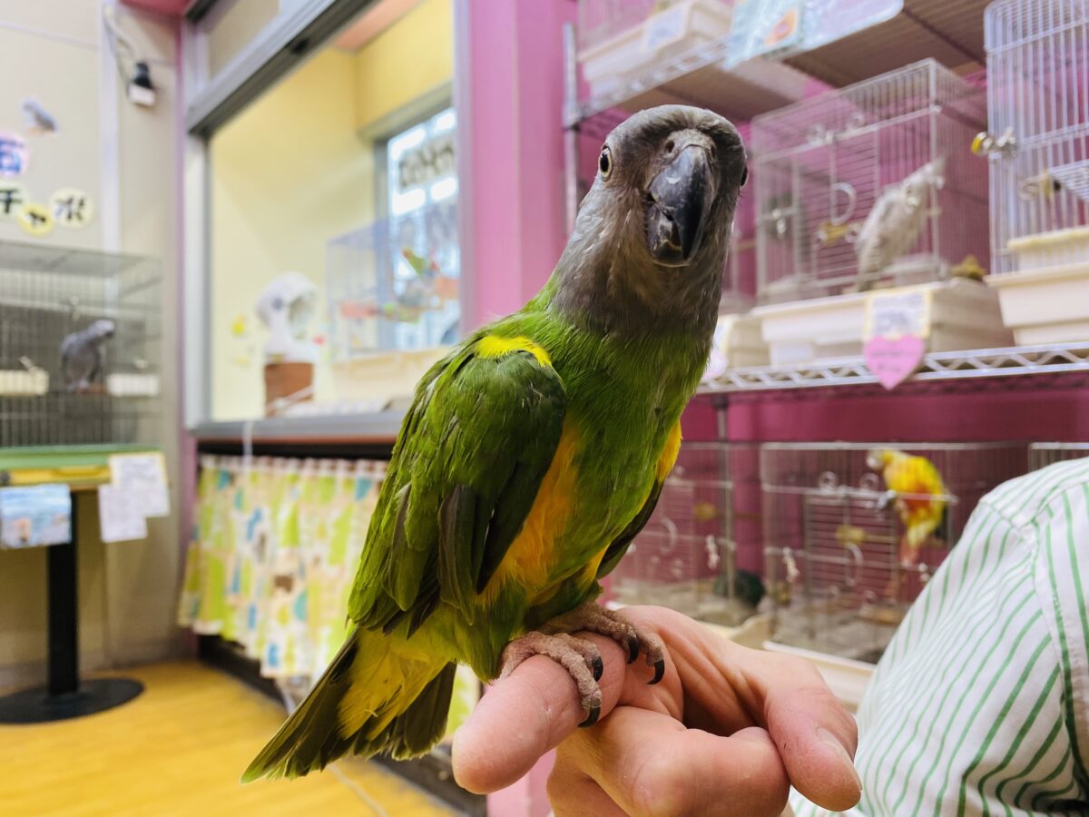 最新画像‼️キリッとイケメン♪セネガルパロット！！