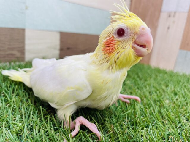 オカメインコ