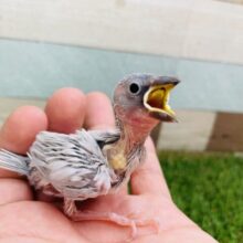 最新画像あります‼️食べて寝て〜💤ヒナヒナすぎるシルバー文鳥！