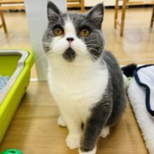 あまりの可愛さに溶けそう…ブリティッシュちゃん！