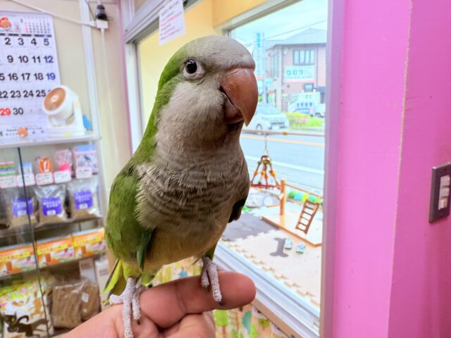 オキナインコ