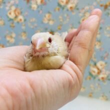かわいいシナモン文鳥さんが入舎です🪽🧡🤍