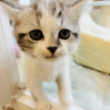 スリスリ攻撃が無限！？スコティッシュフォールドくん！