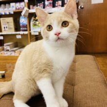 ジブリに出てきそう？🫧優しいブラウンの瞳🧡スコティッシュFくん､男のコ🌟♂
