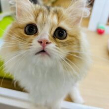 砂糖の甘さに負けない！？ラガマフィンちゃん！
