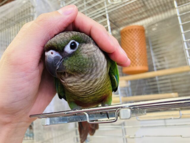 ホオミドリウロコインコ