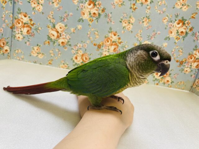 ホオミドリウロコインコ