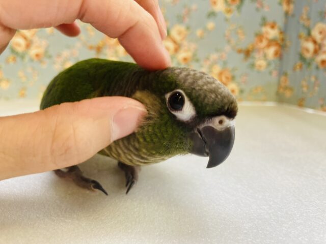 ホオミドリウロコインコ