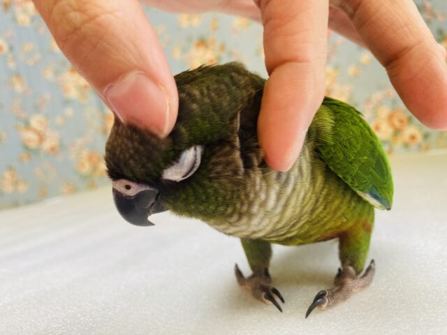 ホオミドリウロコインコ