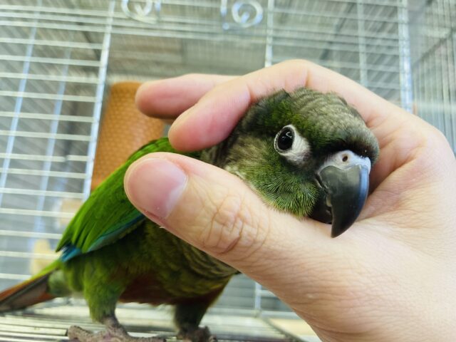 ホオミドリウロコインコ