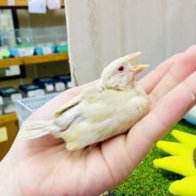 必見💓可愛い💓のマスターだよっっ😉　シナモン文鳥