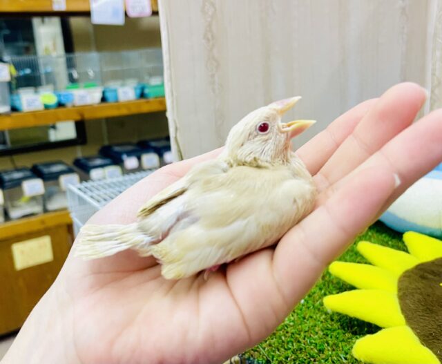 必見💓可愛い💓のマスターだよっっ😉　シナモン文鳥