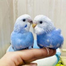 💙🩵青空組🩵💙☁️☁️☁️ 昊天どーんとこい！　セキセイインコ　スパングル
