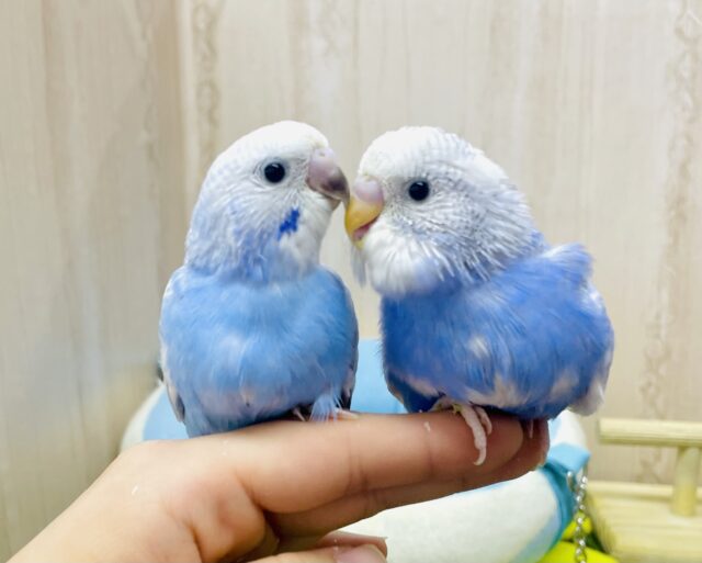 💙🩵青空組🩵💙☁️☁️☁️ 昊天どーんとこい！　セキセイインコ　スパングル