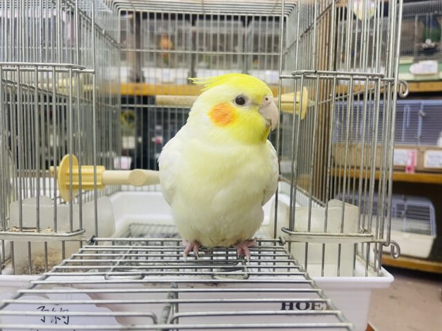 オカメインコ