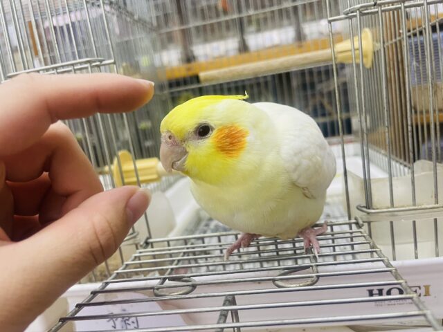 オカメインコ