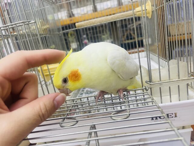 オカメインコ