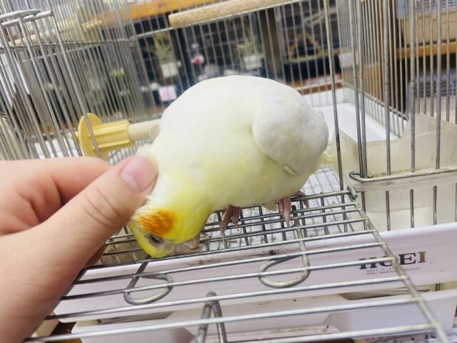 オカメインコ