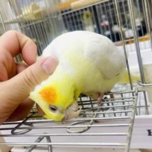 なれてるよ〜❣️1人餌⭕️カキカキ⭕️レモンソフト🍋🍨🍋🍨なオカメちゃん🍨　オカメインコ　ルチノー