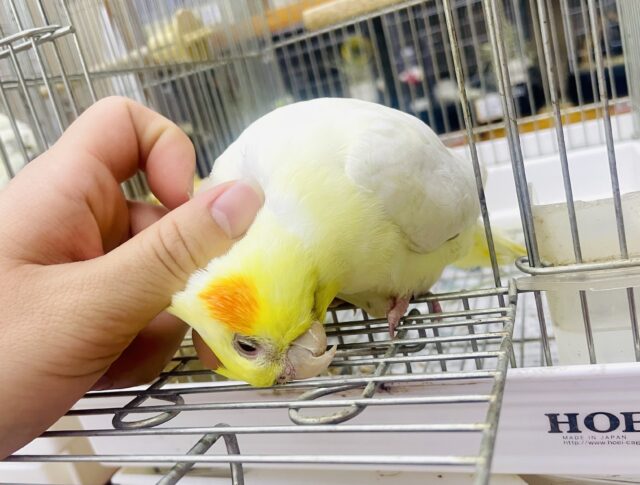 なれてるよ〜❣️1人餌⭕️カキカキ⭕️レモンソフト🍋🍨🍋🍨なオカメちゃん🍨　オカメインコ　ルチノー