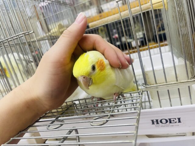 オカメインコ