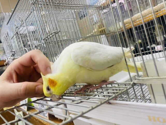 オカメインコ