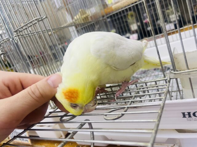 オカメインコ