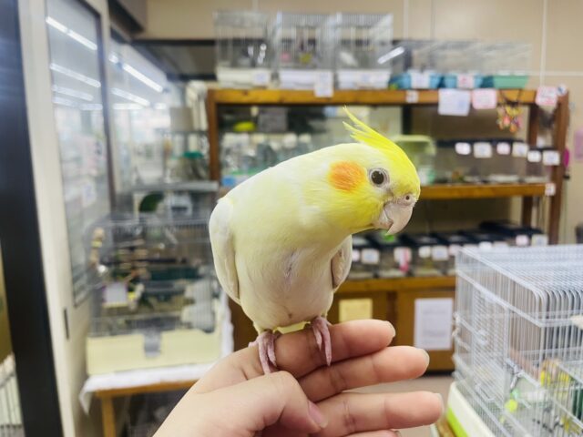 オカメインコ