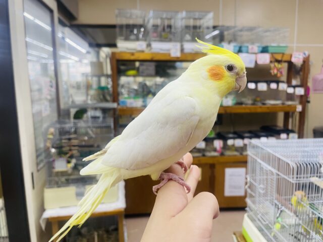 オカメインコ