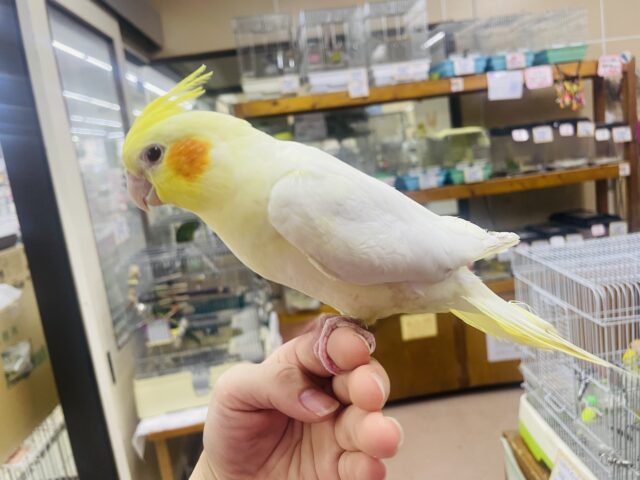 オカメインコ