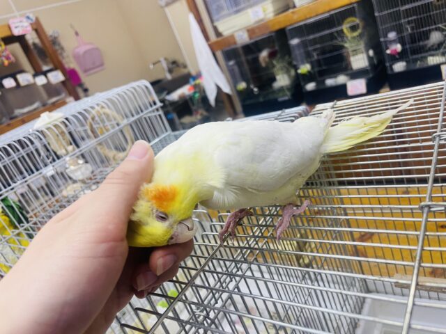 オカメインコ