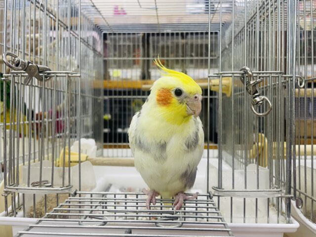 オカメインコ