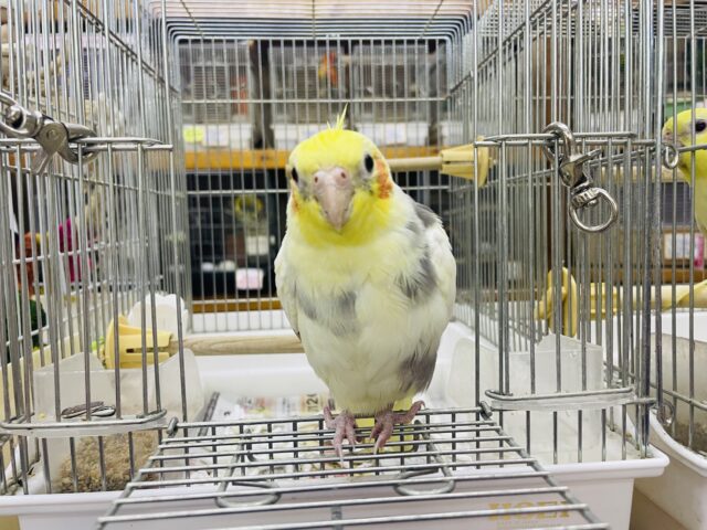 オカメインコ