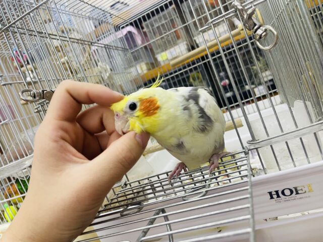 オカメインコ